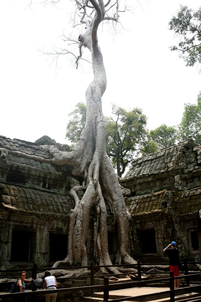 The roots at Ta Prohm